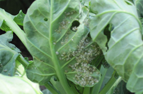 Aphids in vegetable leaf