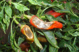 Viral disease in chilli