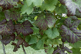 Leaf roll virus in grapes