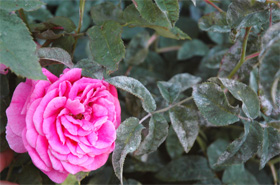 Powdery mildew (Fungal disease) in rose