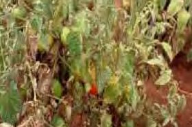 Spider mite in Tomato Plant