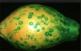 Mosaic Virus on Papaya